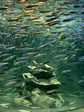 サンシャイン水族館に投稿された画像（2020/12/21）