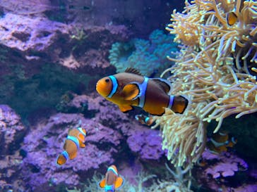 サンシャイン水族館に投稿された画像（2020/12/21）