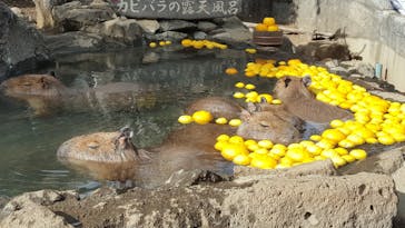 伊豆シャボテン動物公園に投稿された画像（2020/12/21）