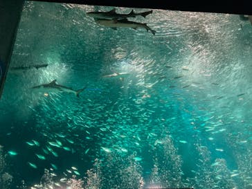 南知多ビーチランド＆南知多おもちゃ王国に投稿された画像（2020/12/21）