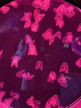 アクアワールド茨城県大洗水族館に投稿された画像（2020/12/21）