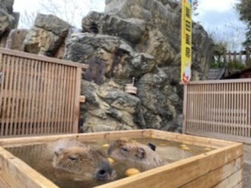 秋吉台自然動物公園 サファリランドに投稿された画像（2020/12/21）