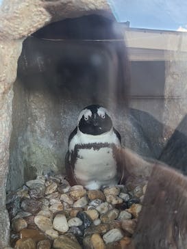 京都水族館に投稿された画像（2020/12/21）