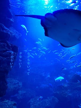 京都水族館に投稿された画像（2020/12/21）