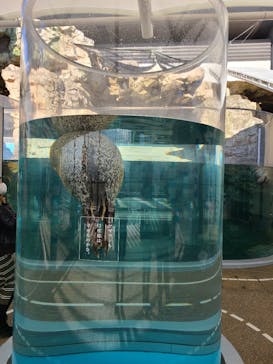 京都水族館に投稿された画像（2020/12/21）