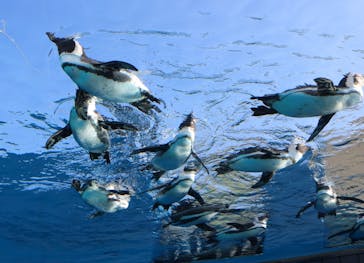 サンシャイン水族館に投稿された画像（2020/12/21）