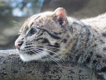 神戸どうぶつ王国に投稿された画像（2020/12/21）