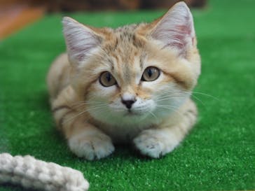 神戸どうぶつ王国に投稿された画像（2020/12/21）