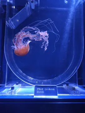 すみだ水族館に投稿された画像（2020/12/21）