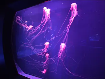 すみだ水族館に投稿された画像（2020/12/21）