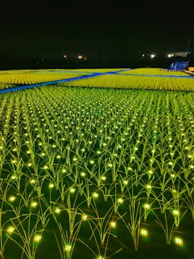 東京メガイルミに投稿された画像（2020/12/22）