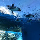 サンシャイン水族館に投稿された画像（2020/12/22）