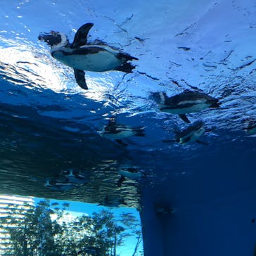 サンシャイン水族館に投稿された画像（2020/12/22）