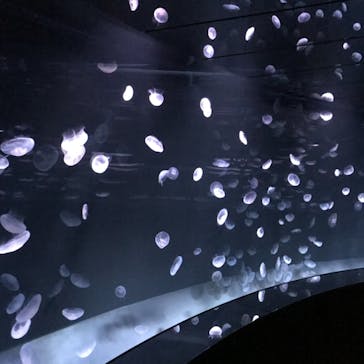 サンシャイン水族館に投稿された画像（2020/12/22）