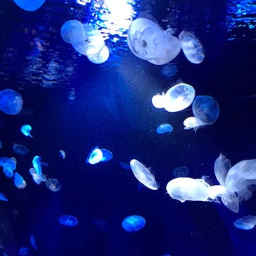 サンシャイン水族館に投稿された画像（2020/12/22）