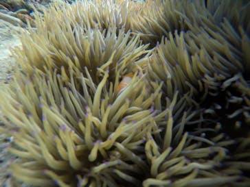 武藤潜水に投稿された画像（2020/12/22）