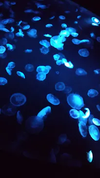 すみだ水族館に投稿された画像（2020/12/22）