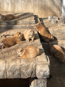 伊豆シャボテン動物公園に投稿された画像（2020/12/22）
