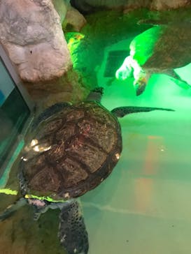 伊豆・三津シーパラダイスに投稿された画像（2020/12/22）