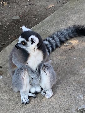 神戸どうぶつ王国に投稿された画像（2020/12/22）