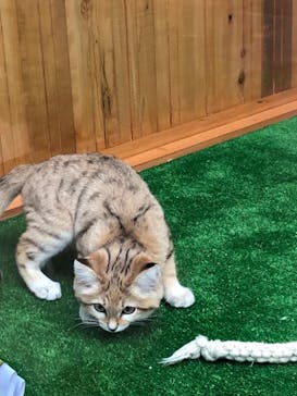 神戸どうぶつ王国に投稿された画像（2020/12/22）