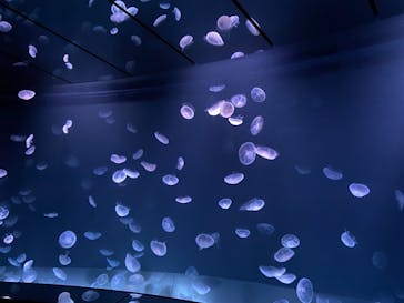 サンシャイン水族館に投稿された画像（2020/12/22）