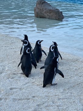 大分マリーンパレス水族館 「うみたまご」に投稿された画像（2020/12/22）