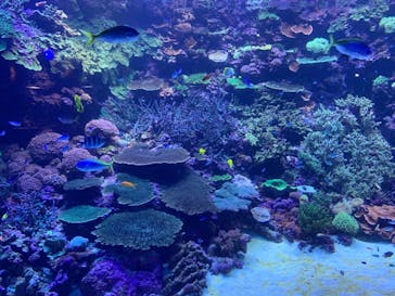 大分マリーンパレス水族館 「うみたまご」に投稿された画像（2020/12/22）