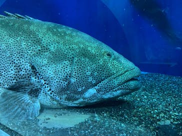 大分マリーンパレス水族館 「うみたまご」に投稿された画像（2020/12/22）