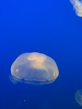 大分マリーンパレス水族館 「うみたまご」に投稿された画像（2020/12/22）