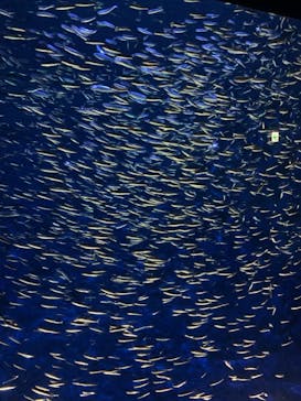 大分マリーンパレス水族館 「うみたまご」に投稿された画像（2020/12/22）