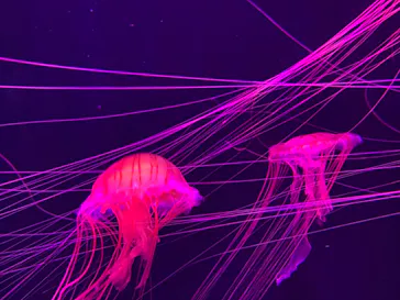 すみだ水族館に投稿された画像（2020/12/22）