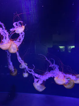 すみだ水族館に投稿された画像（2020/12/22）