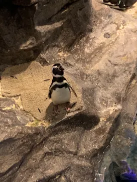 すみだ水族館に投稿された画像（2020/12/22）