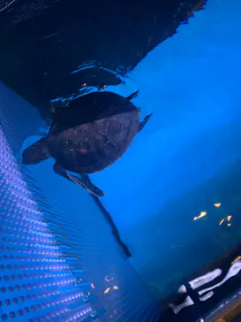 すみだ水族館に投稿された画像（2020/12/22）