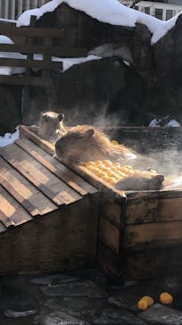 那須どうぶつ王国に投稿された画像（2020/12/22）