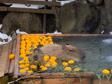 那須どうぶつ王国に投稿された画像（2020/12/22）