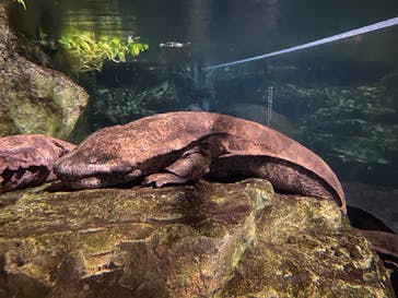 京都水族館に投稿された画像（2020/12/22）