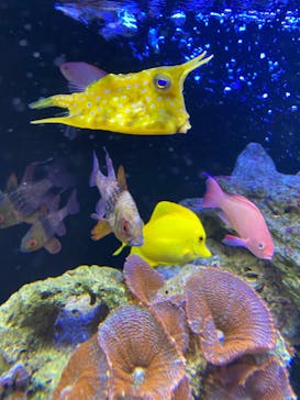 京都水族館に投稿された画像（2020/12/22）