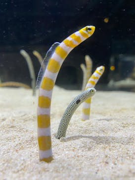 京都水族館に投稿された画像（2020/12/22）