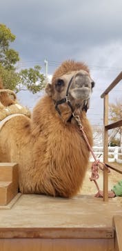 神戸どうぶつ王国に投稿された画像（2020/12/22）