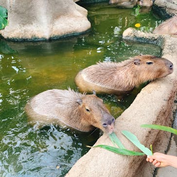 神戸どうぶつ王国に投稿された画像（2020/12/22）