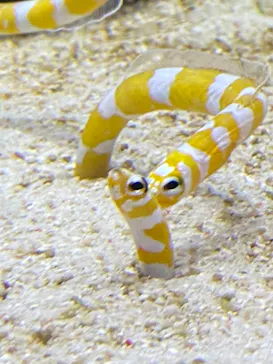 すみだ水族館に投稿された画像（2020/12/22）