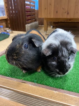 ゼロ距離水族館 伊勢シーパラダイスに投稿された画像（2020/12/22）