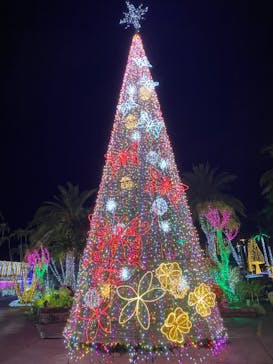 美らヤシパークオキナワ・東南植物楽園に投稿された画像（2020/12/22）