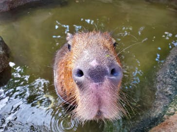 神戸どうぶつ王国に投稿された画像（2020/12/22）