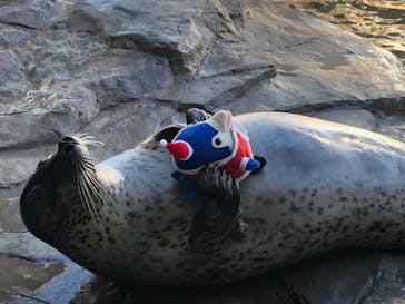 しながわ水族館に投稿された画像（2020/12/23）