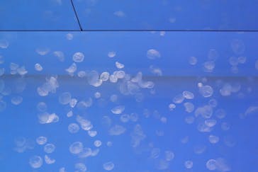 アクアワールド茨城県大洗水族館に投稿された画像（2020/12/23）