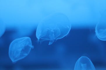 アクアワールド茨城県大洗水族館に投稿された画像（2020/12/23）