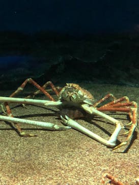 アクアワールド茨城県大洗水族館に投稿された画像（2020/12/23）